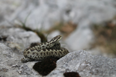 Vipera ursinii - planinski žutokrug